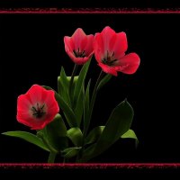 Red flowers