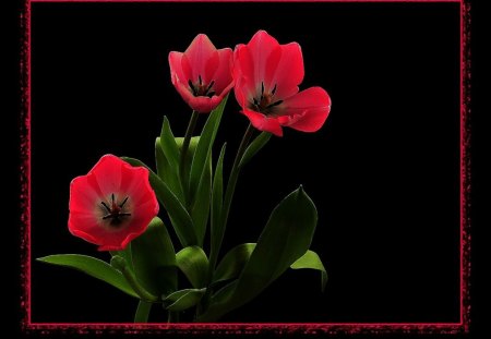 Red flowers - flowers, red