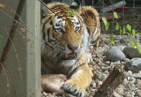 dinner time - tiger, cats