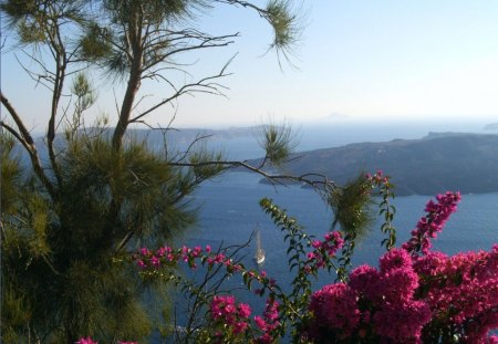 Bougainvillea Volcano