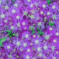 Purple flowers