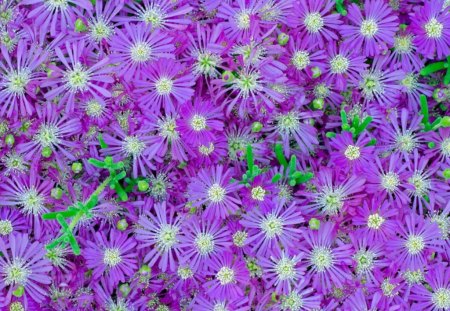 Purple flowers - flowers, purple