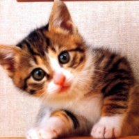 Cute kitty