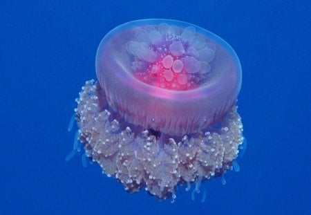 Jellyfish