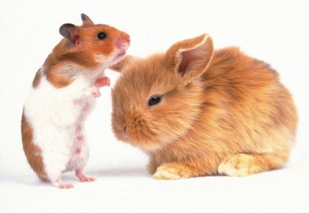 hamster and bunny - you smell ok to me, hamster and bunny