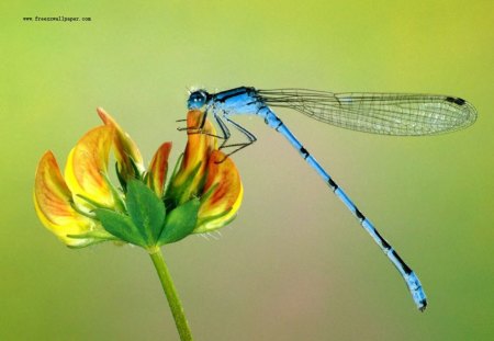 dragonfly - blue dragonfly, dragonfly