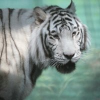 White tiger