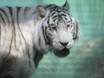 White tiger