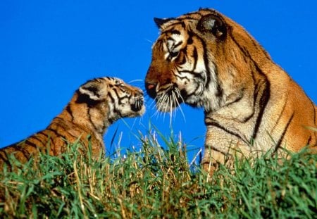 a mothers touch - cute, cubs, grass, tiger, wild life