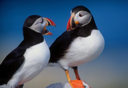 A pair of puffins - puffin, chat, wild life, birds, blue