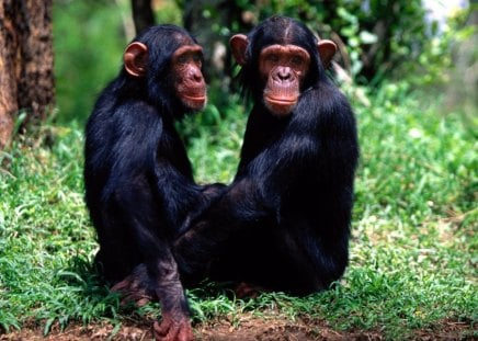 a pair of troublemakers - apes, monkeys, grass, forrest