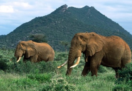 african elephants - elephant, wild life, africa