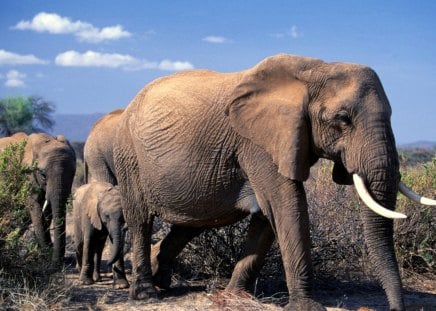 african elephants in africa - africa, elephant, wild life