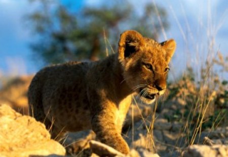 african lion cub - africa, cub, wild cat, lion