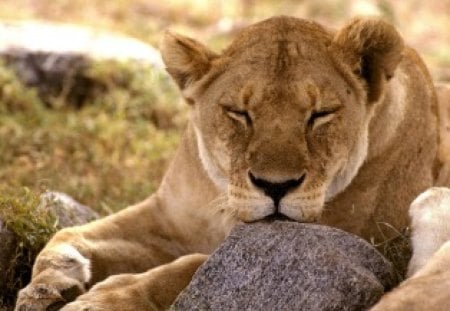 taking a lion nap - africa, lioness, wild cat, lion