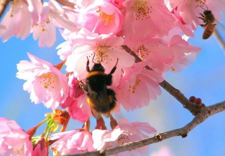 Bees in the Cherry Tree - bees, insect, pollenize, cherry tree