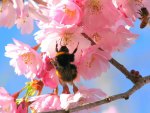 Bees in the Cherry Tree