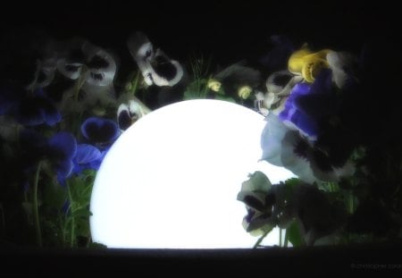 Night Flowers - light, night, ball, pansy, white, colour, dark, yellow, blue, green, flowers, pot, garden, flower