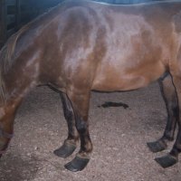 horses feet look awefull