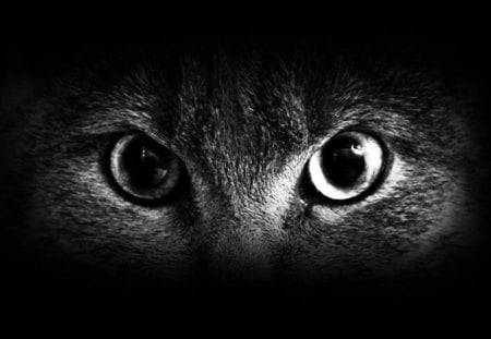 Cat's Eyes - eyes, darkness, cat