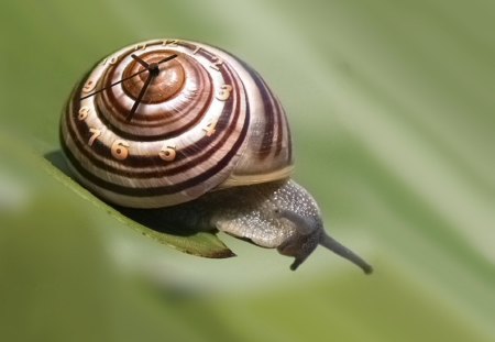 Motion of Time - watch, hands, time, clock, slow, snail