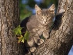 Cat in Tree