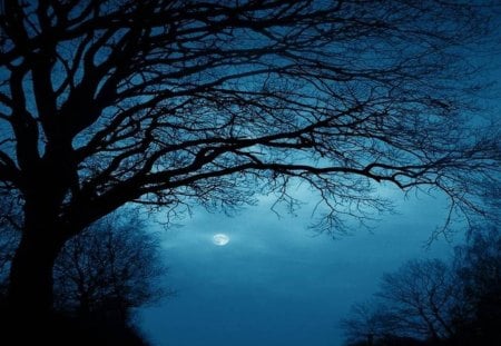 Blue Sky Night - blue sky, trees, night