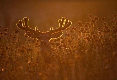 Deer - abinandan, praveen, animal, madhumitha, deer, manchari, nature, meenal, horn