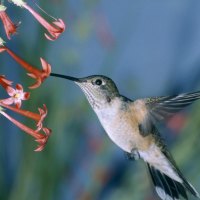 Humming Bird