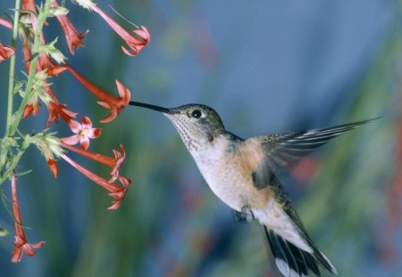 Humming Bird - fisher, humming, tree, bird