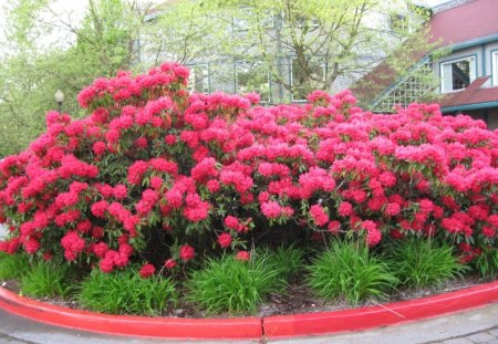 beautiful flowers in downtown - path, house, flowers, road