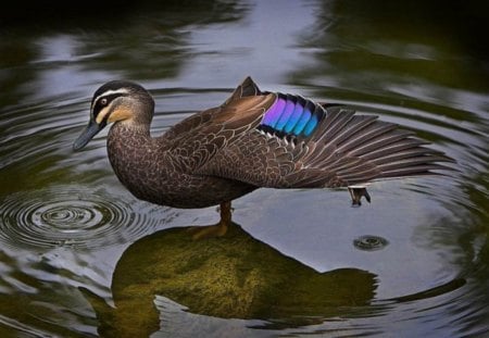 two in one - awesome, unique bird