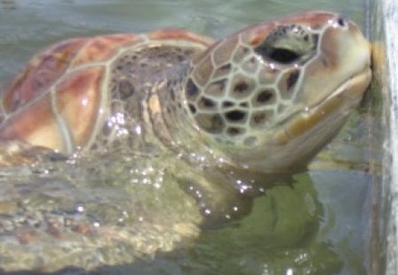 Turtle with a bad attitude - grand cayman island, turtle, fishy, cute turtle, reptile