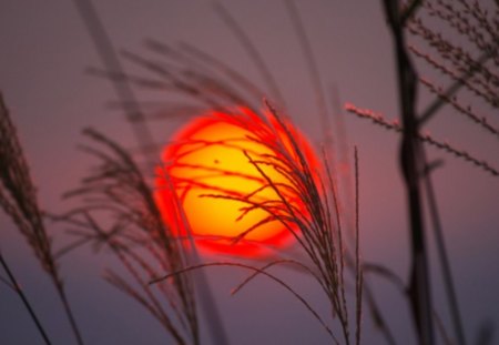 sunset - bright moon, fire