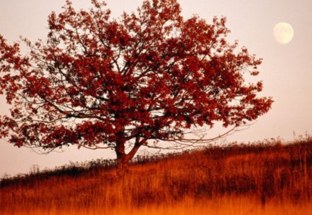 sunset view - white moon, read tree