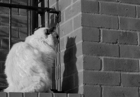 Talking To My Own Shadow - photography, fence, shadow, cat, wall