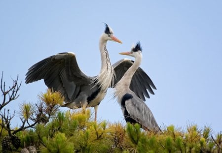 Garzas Courtship - nature, wildlife, courtship, flirt, garzas, photography, birds