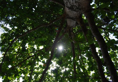 tree - malaysia, island, beach, tioman