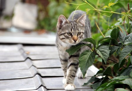 *** Cat on the roof *** - color, roof, cat, gray