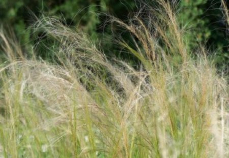 SOFT GRASS - forests, grasses, white, nature, fields, plants