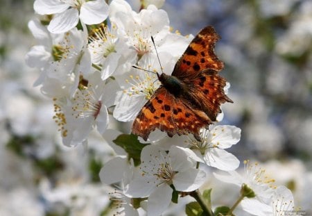 BUTTERFLY - white, insects, spotted, orange, gardens, flowers, plants