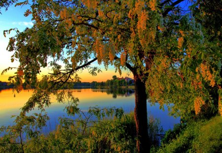 Tree by the lake - water, summer, beautiful, lovely, reflection, tree, lakeshore, glow, shore, nature, rays, green, fiery, lake, nice, sky