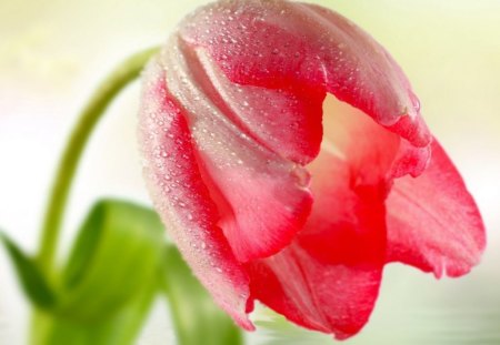 DREAMY TULIP - beauty, macro, portrait, tulips, flowers, reds, plants