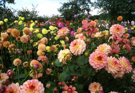 Dahlia in the Garden Magnolia Sweden - flowers, colors, dahlia, garden