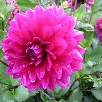 Dahlia