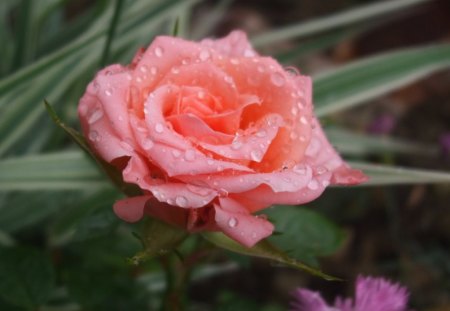 AFTER THE RAIN - roses, pink, raindrops, green, leaves, gardens, flowers