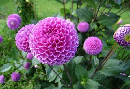 Pom Pom Dahlia - purple, green, pom-pom, color, dahlia