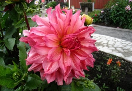 Dahlia - green, color, garden, dahlia