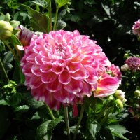 Pom Pom Dahlia