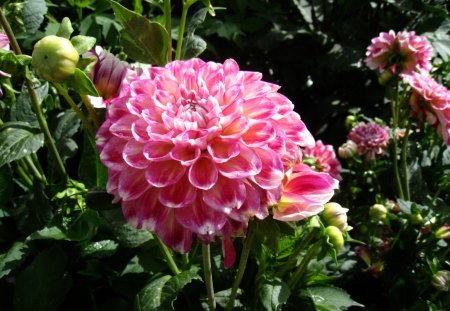 Pom Pom Dahlia - pom-pom, dahlia, green, color, garden